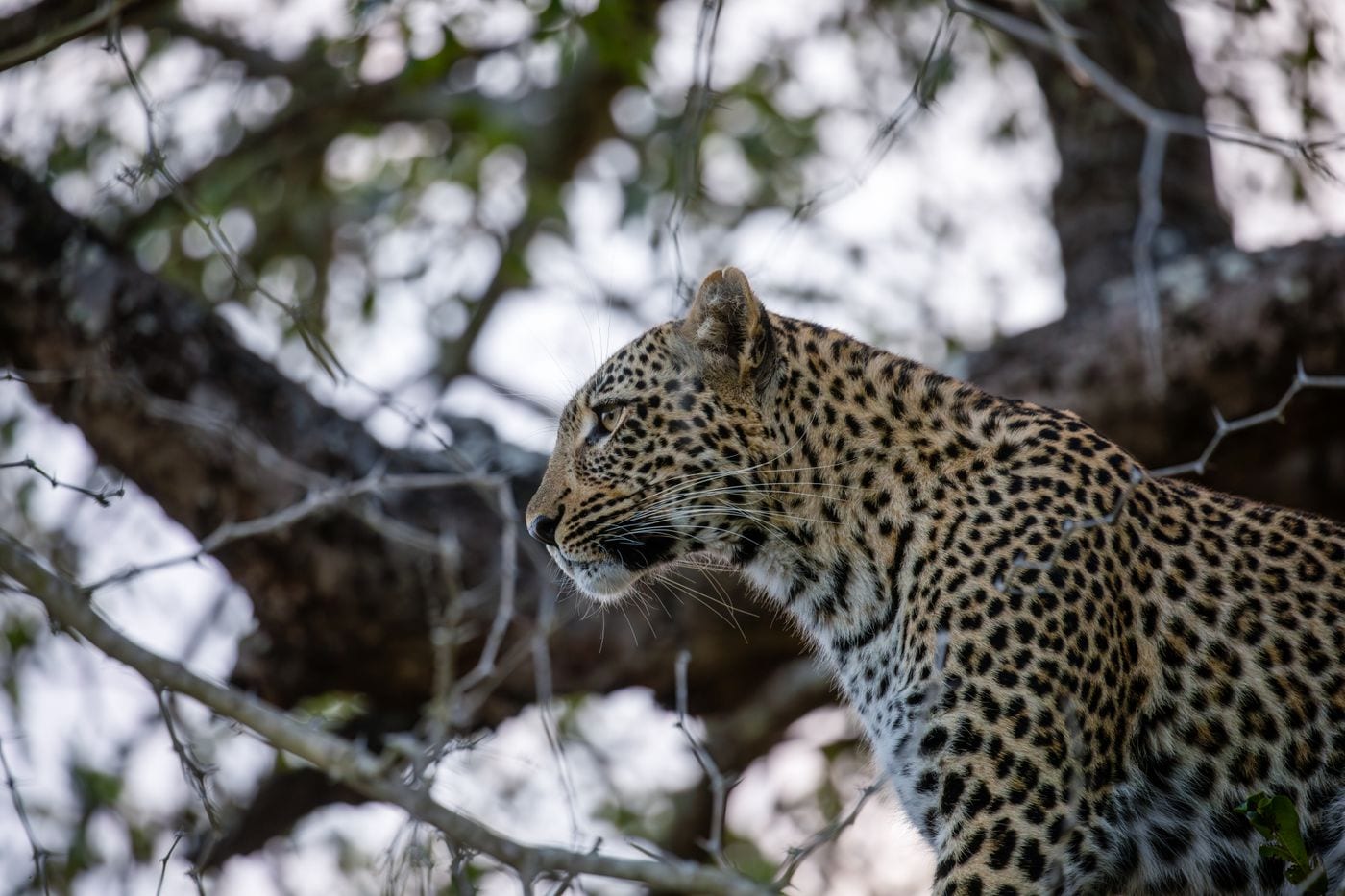 An African leopard in profile on a tree branch, its coat covered in broken ring-shaped rosettes.