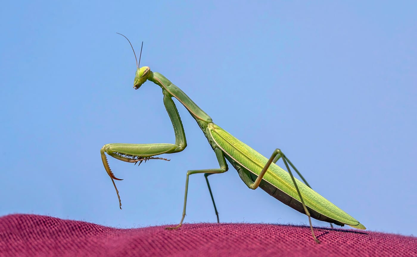 A green female European praying mantis, Mantis religiosa, photographed in Dobruja, Romania, forelimbs folded in the posture that gave the insect its name.