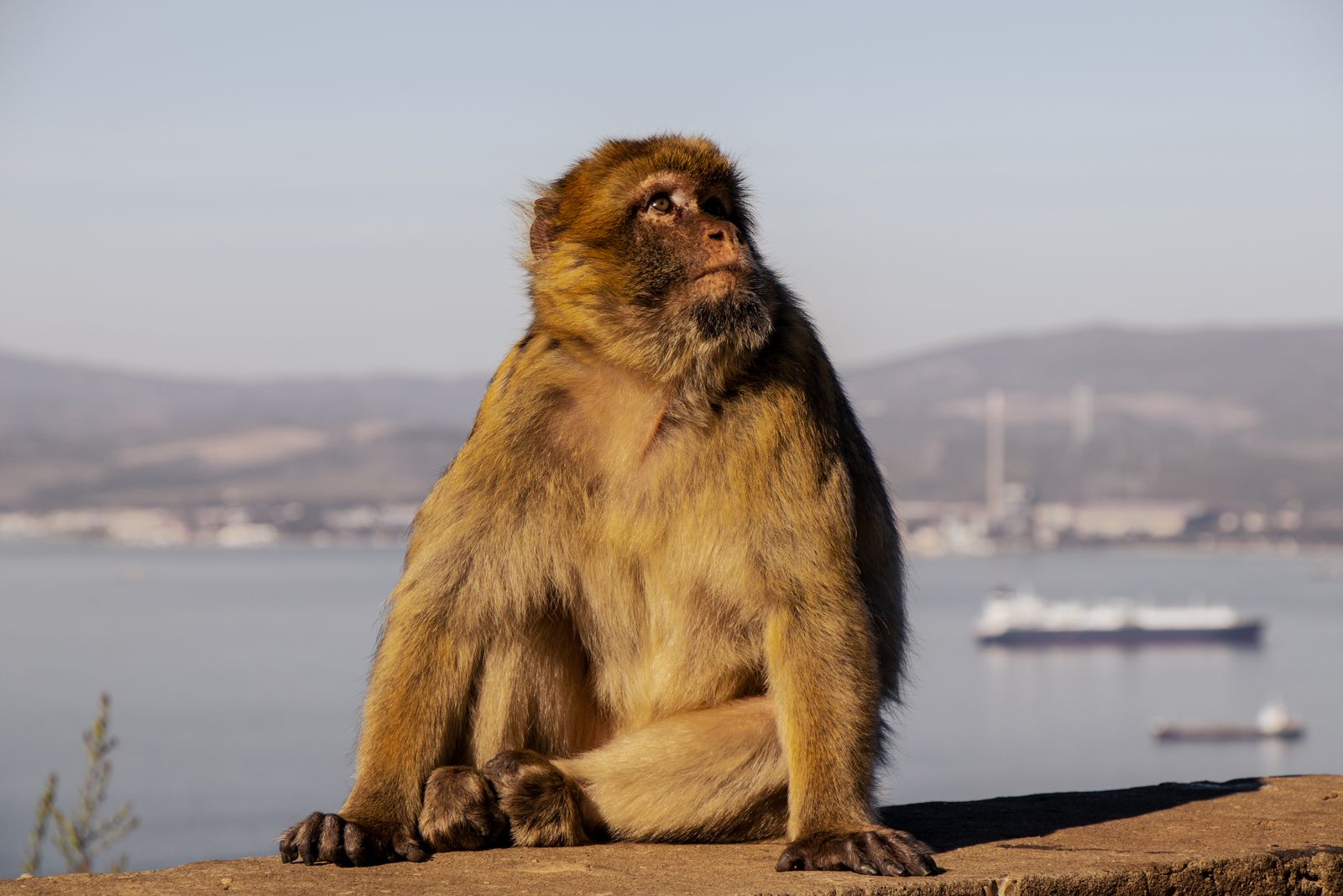 A Barbary macaque sitting upright on a stone wall on the Rock of Gibraltar, with the bay, shipping and the Spanish coast visible behind it.