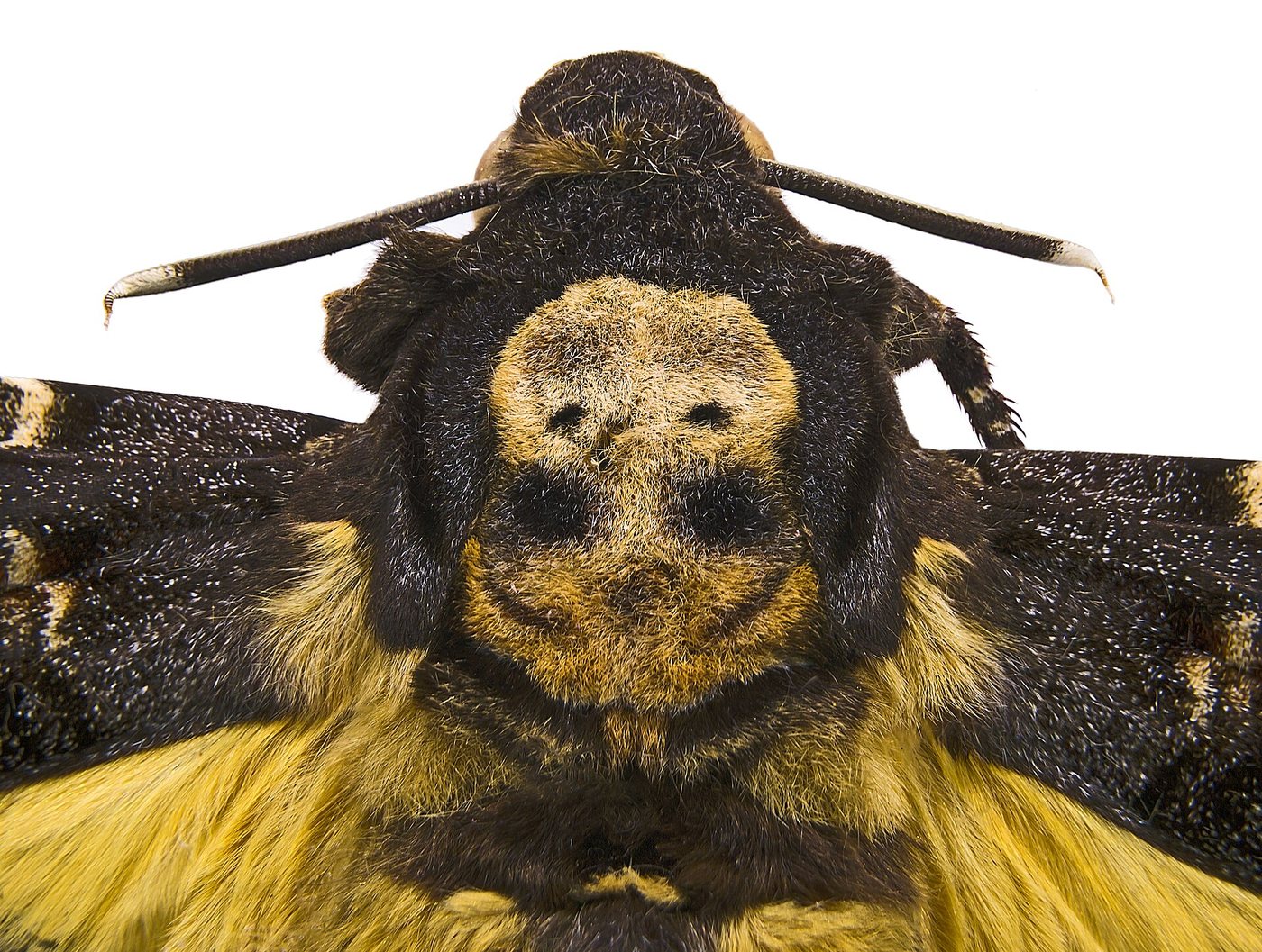 Macro photograph of the thorax of a death's-head hawkmoth, Acherontia atropos, showing the pale skull-shaped marking above the yellow and black banded abdomen.