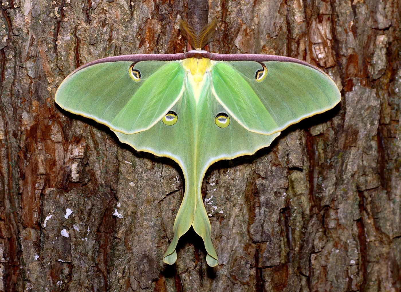 A luna moth, Actias luna, resting on tree bark with wings spread, showing pale green wings, long trailing hindwing tails, and translucent eyespots.