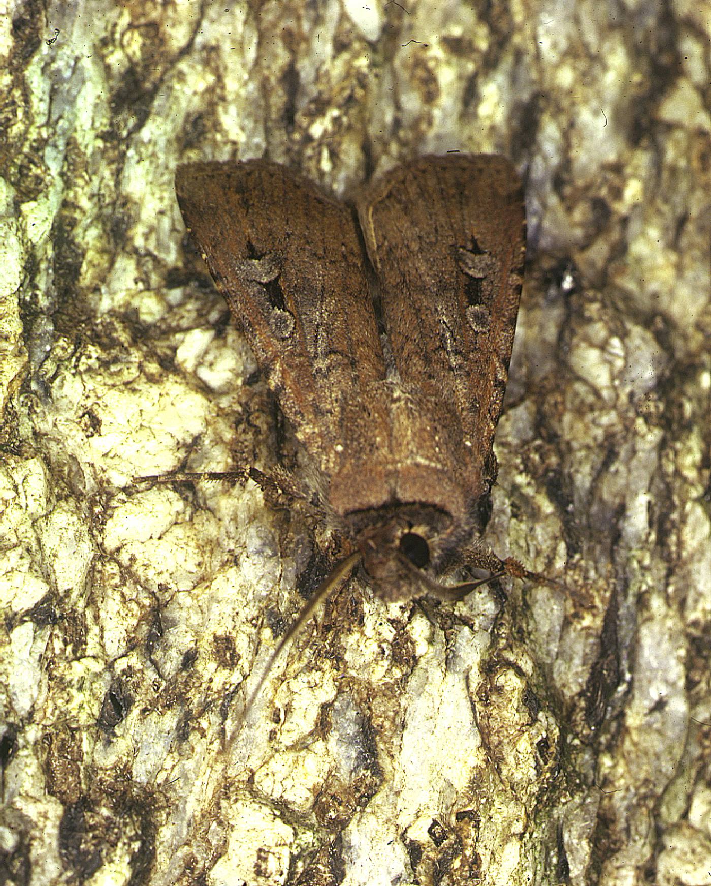 A bogong moth, Agrotis infusa, resting on lichen-covered bark, showing mottled brown forewings with dark streaks.
