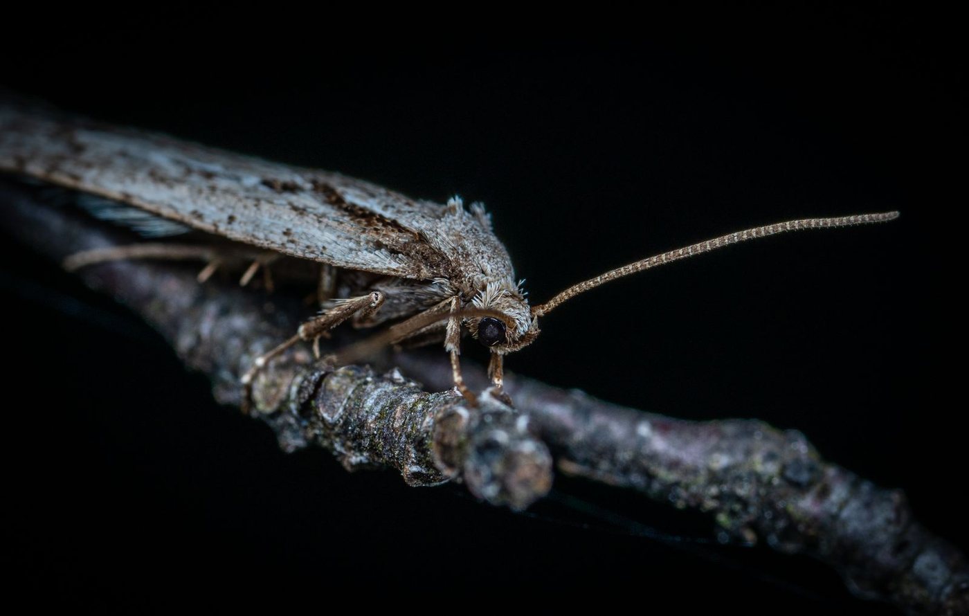 A night-flying moth photographed against a black background, perched on a wet twig with its antennae extended.