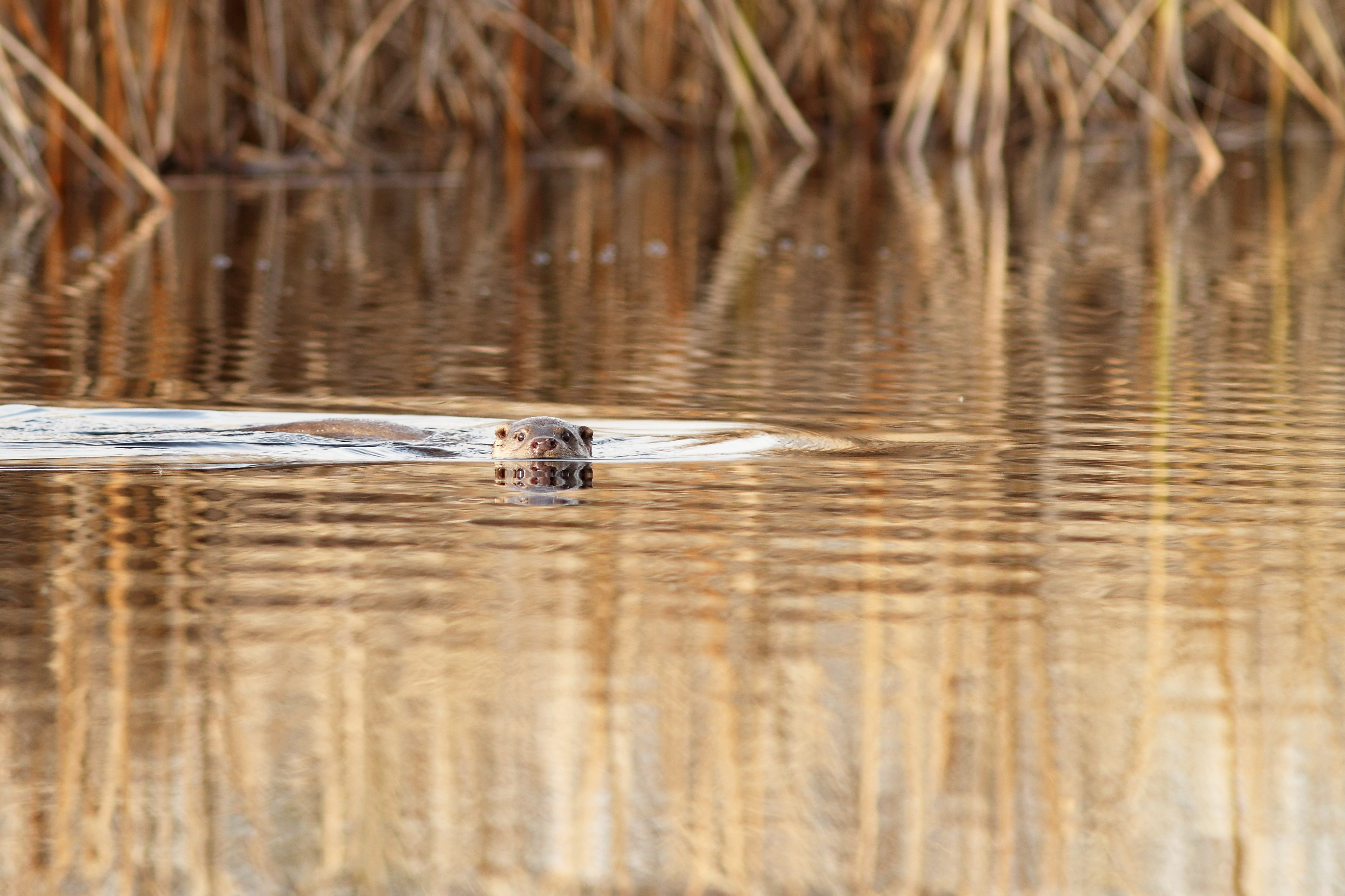 Eurasian otter (Lutra lutra) swimming in a lake at Fertő-Hanság National Park, Hungary — the species whose East-Asian relatives underlie the Japanese kawauso supernatural tradition documented by Toriyama Sekien.