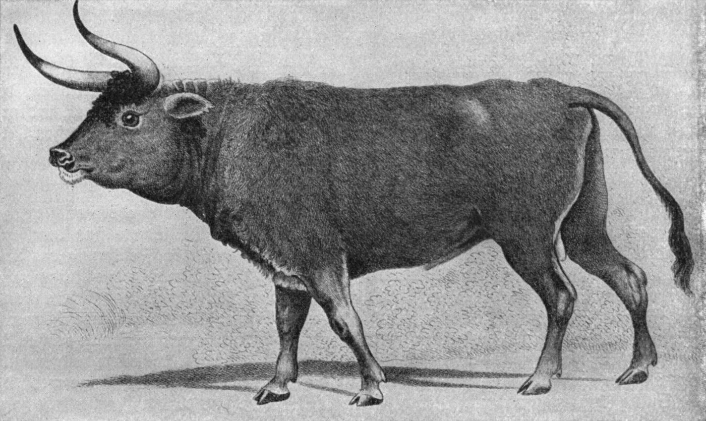 Monochrome nineteenth-century plate of a large dark bull with a pale dorsal stripe and long forward-curving horns, standing in profile.