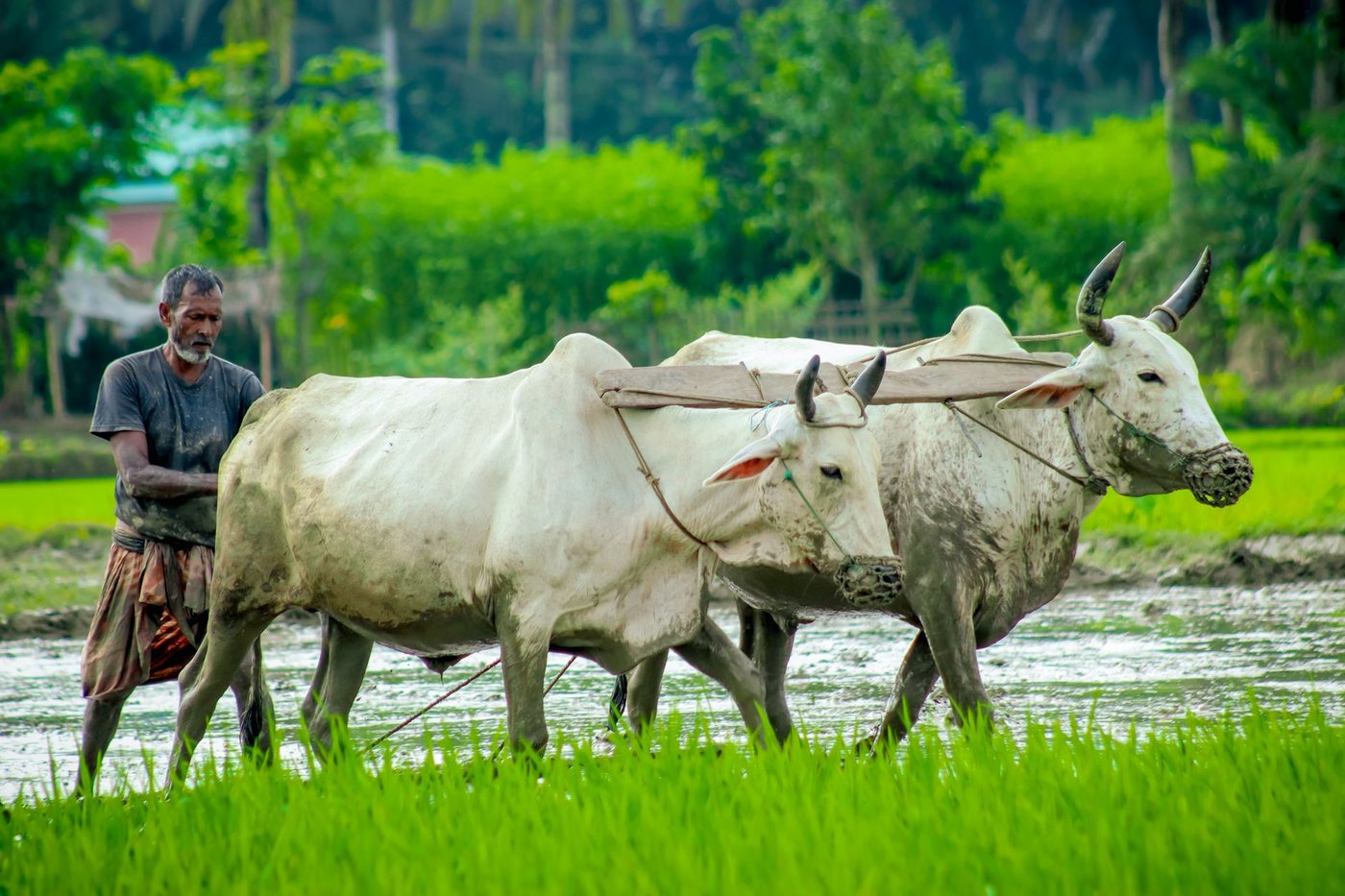 A yoked pair of white cattle drawing a wooden plough through a flooded green paddy field, a farmer walking alongside holding the reins, in rural Satkhira, Bangladesh.