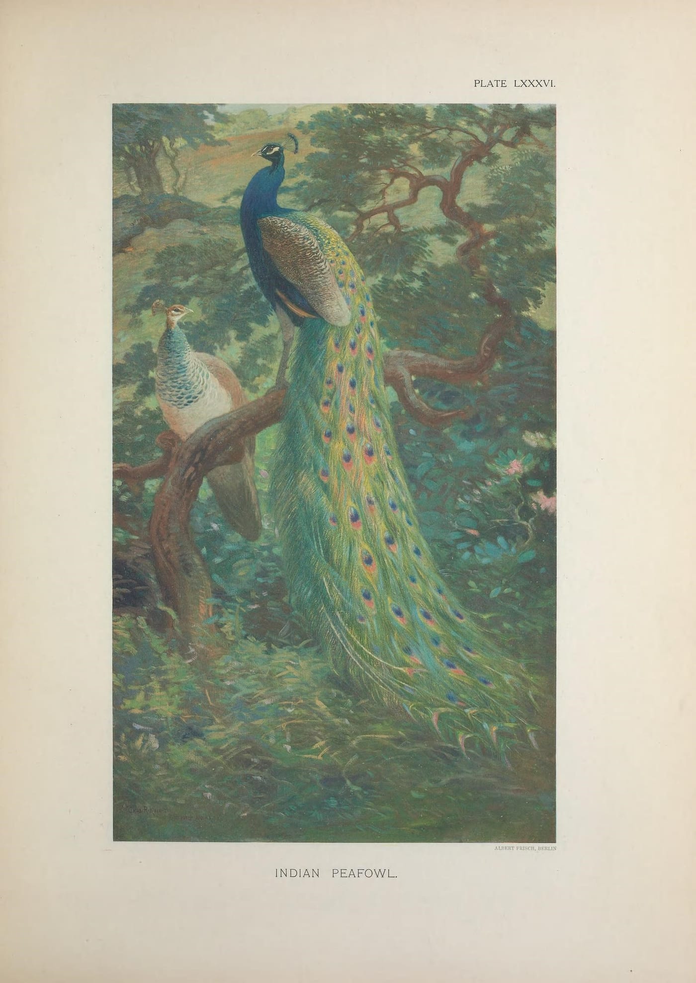 Color plate of an Indian Peafowl (Pavo cristatus) from William Beebe's A Monograph of the Pheasants, 1922, illustrated by Henrik Grönvold.