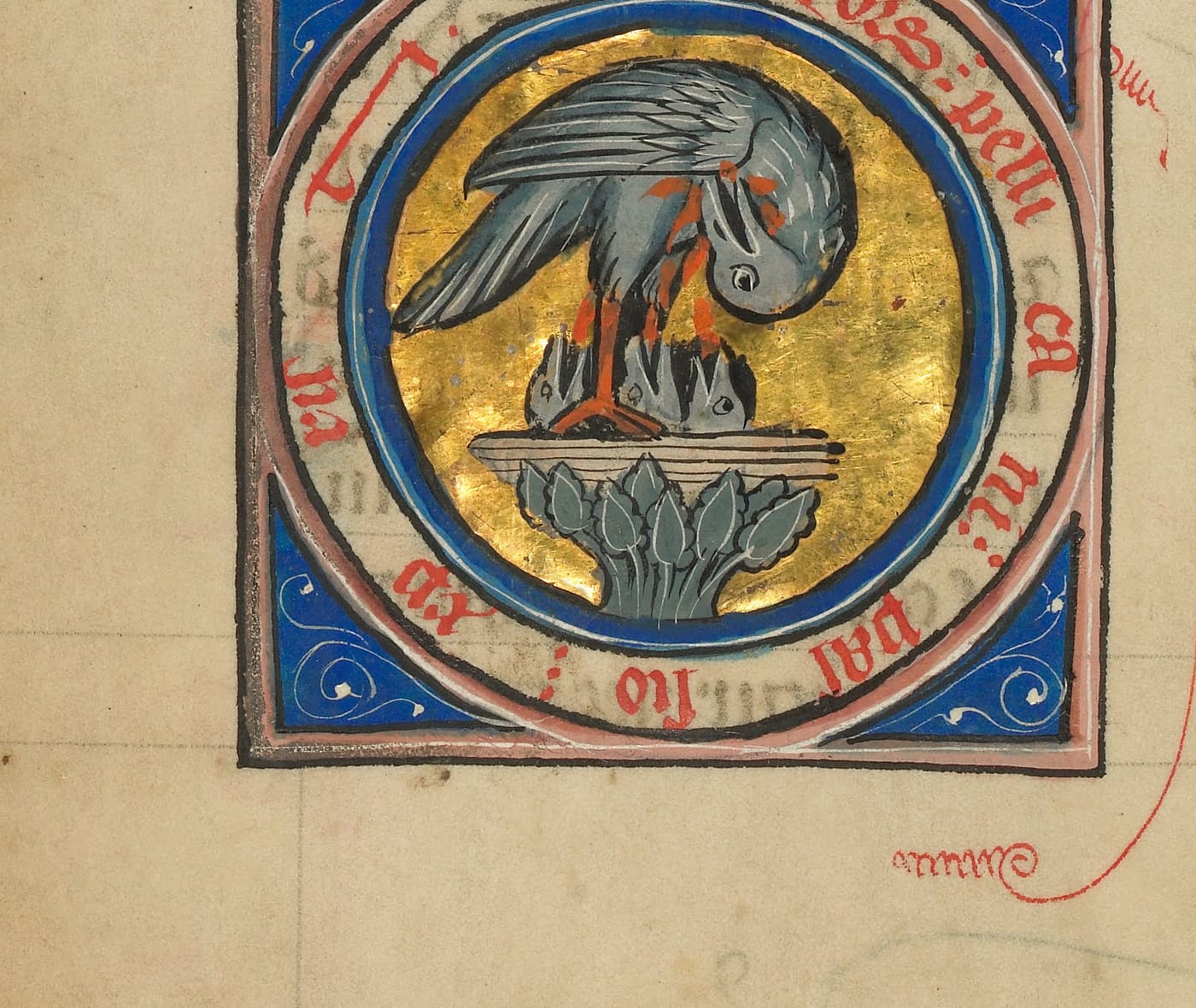 Historiated initial from a medieval manuscript showing a grey pelican standing over a nest on a gold ground, bending its head down to peck at its own breast, with red blood marks at the breast and over the young, framed by a blue and pink letter.