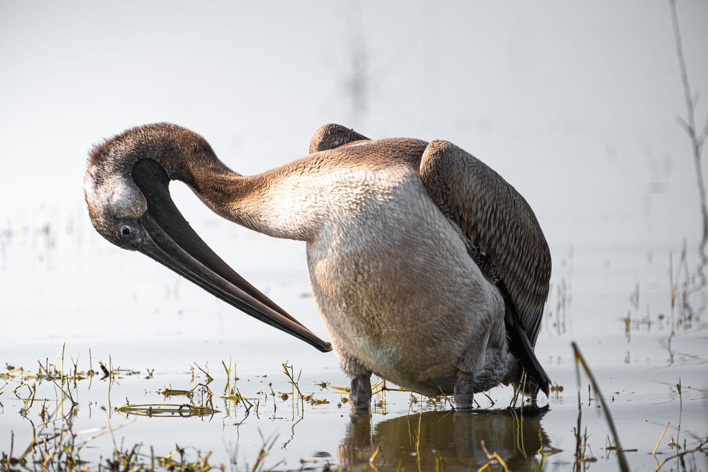 A pelican standing in shallow water with its long bill folded down and pressed flat against its own breast, the posture that produced the medieval belief that pelicans wound themselves to feed their young.