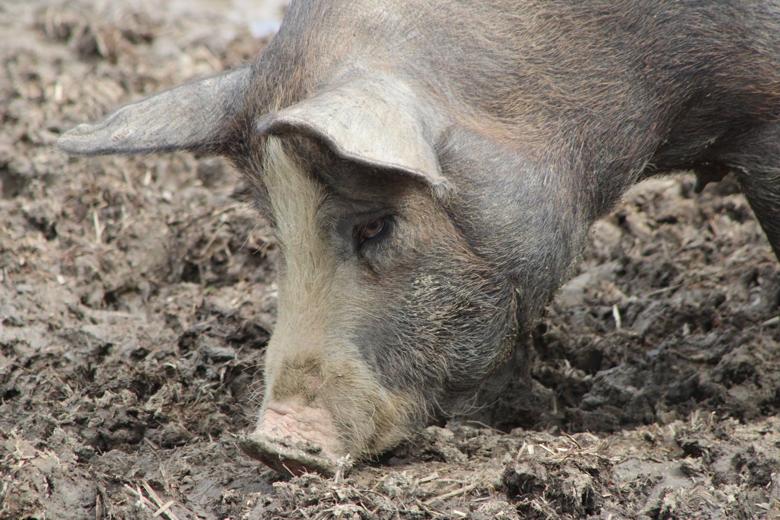 A pig in profile driving its snout deep into loose brown soil, the whole face buried to the eyes, in a rooted-over field.