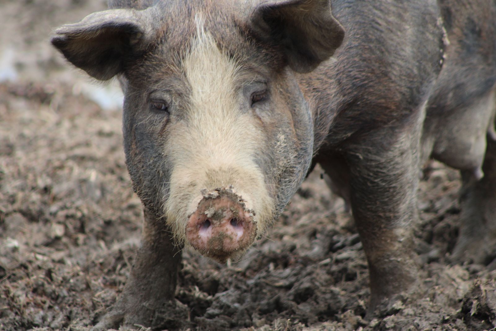 A pig with a white face and dark body standing head-on in a muddy field, snout caked with soil, ears forward.