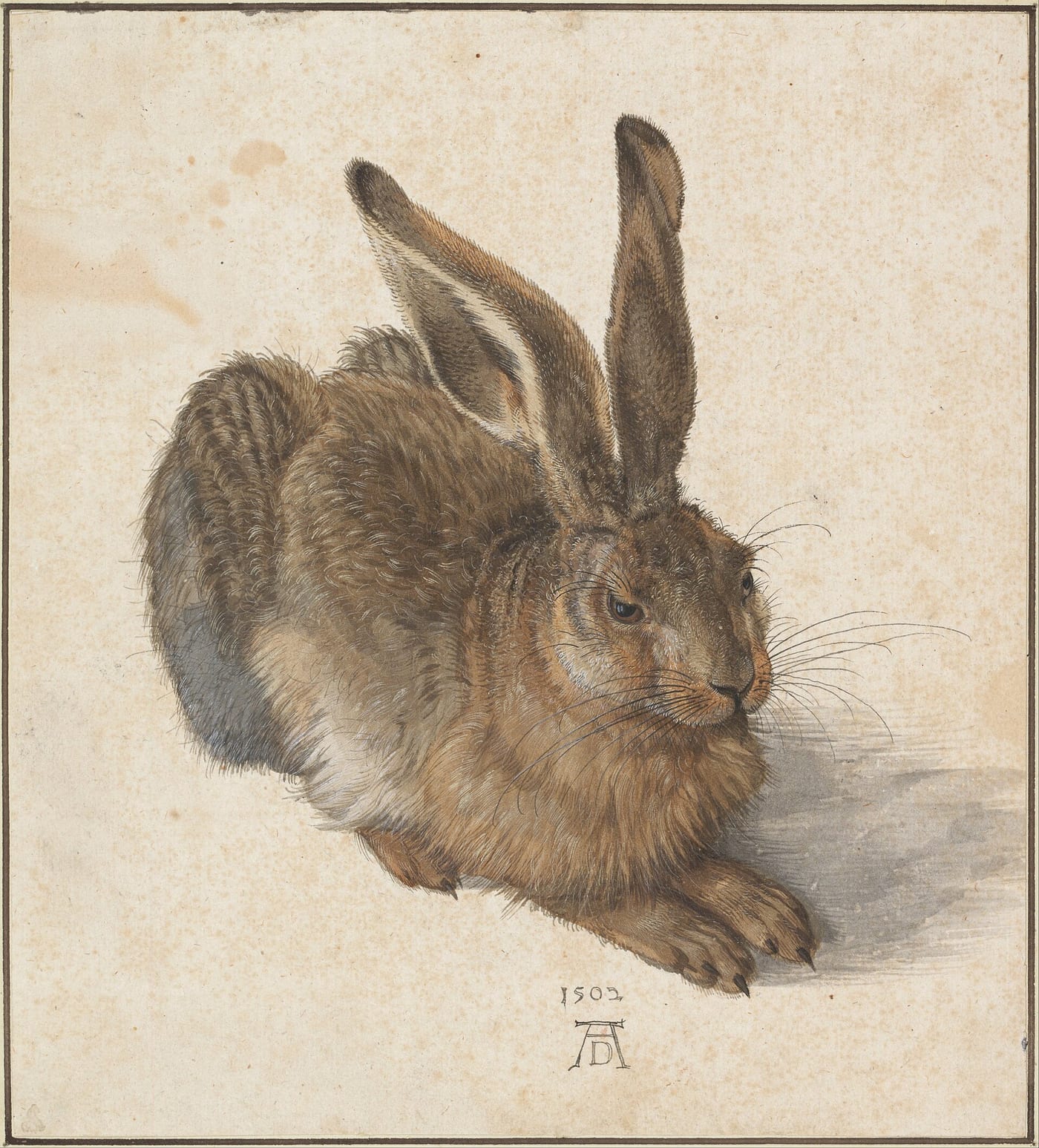 Young Hare, a watercolor study by Albrecht Dürer, 1502, Albertina Museum, Vienna, showing a European hare in extraordinary naturalistic detail against a neutral background.