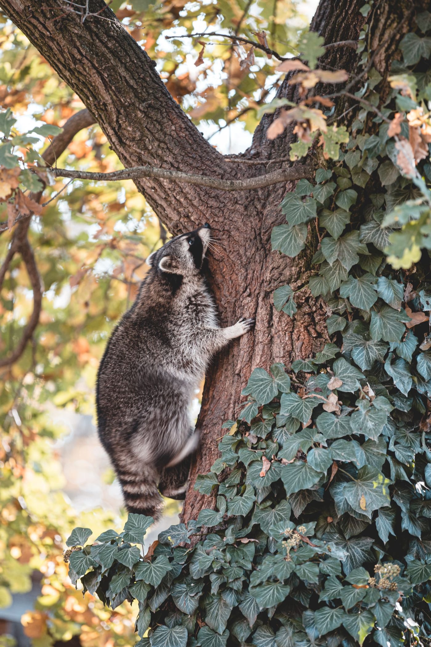 A raccoon climbs a tree trunk, its dexterous front paws gripping the bark.