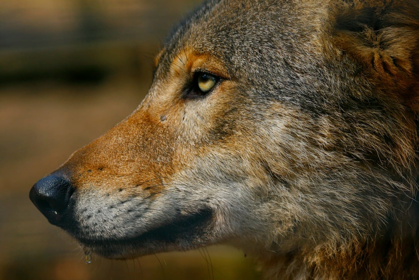Close-up of a raccoon's masked face, the black facial marking that gave the animal its modern disguise symbolism.