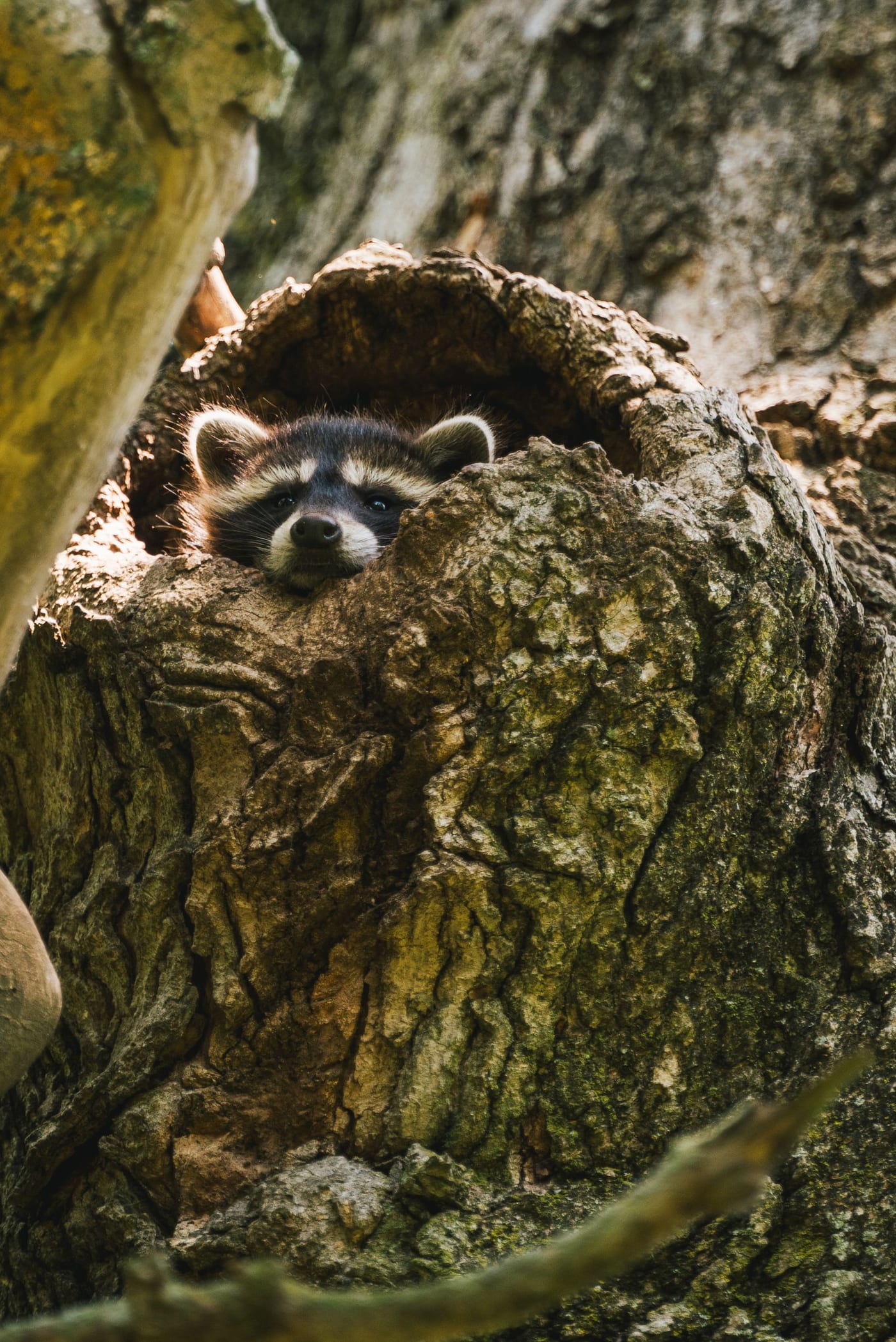 A raccoon peers out from a hollow in a tree trunk.