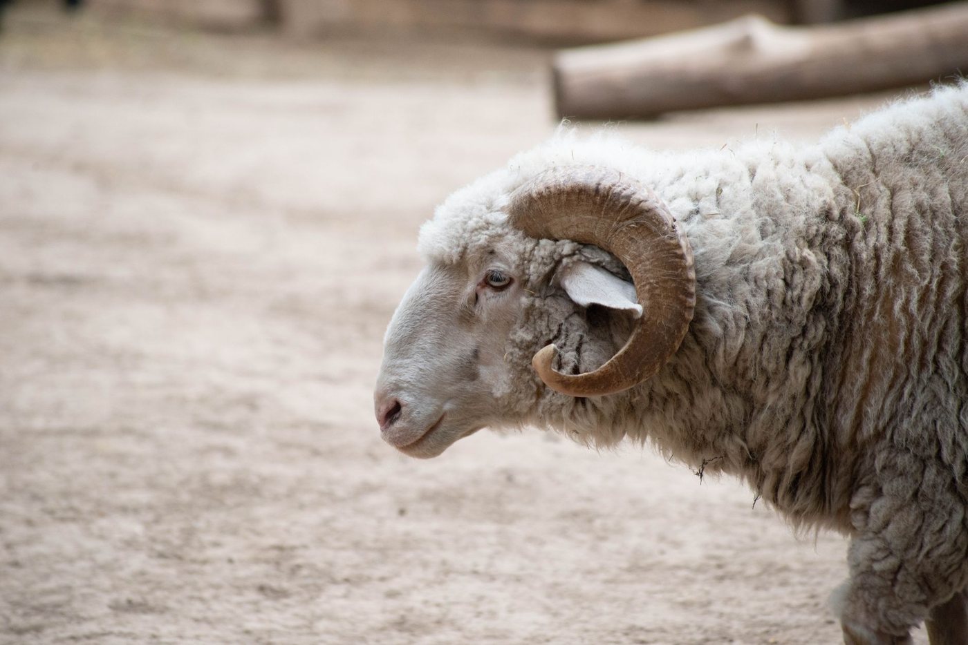 A horned domestic ram in profile, its heavy ridged horn curling in a full spiral around the ear, with dense fleece on the neck and shoulder.