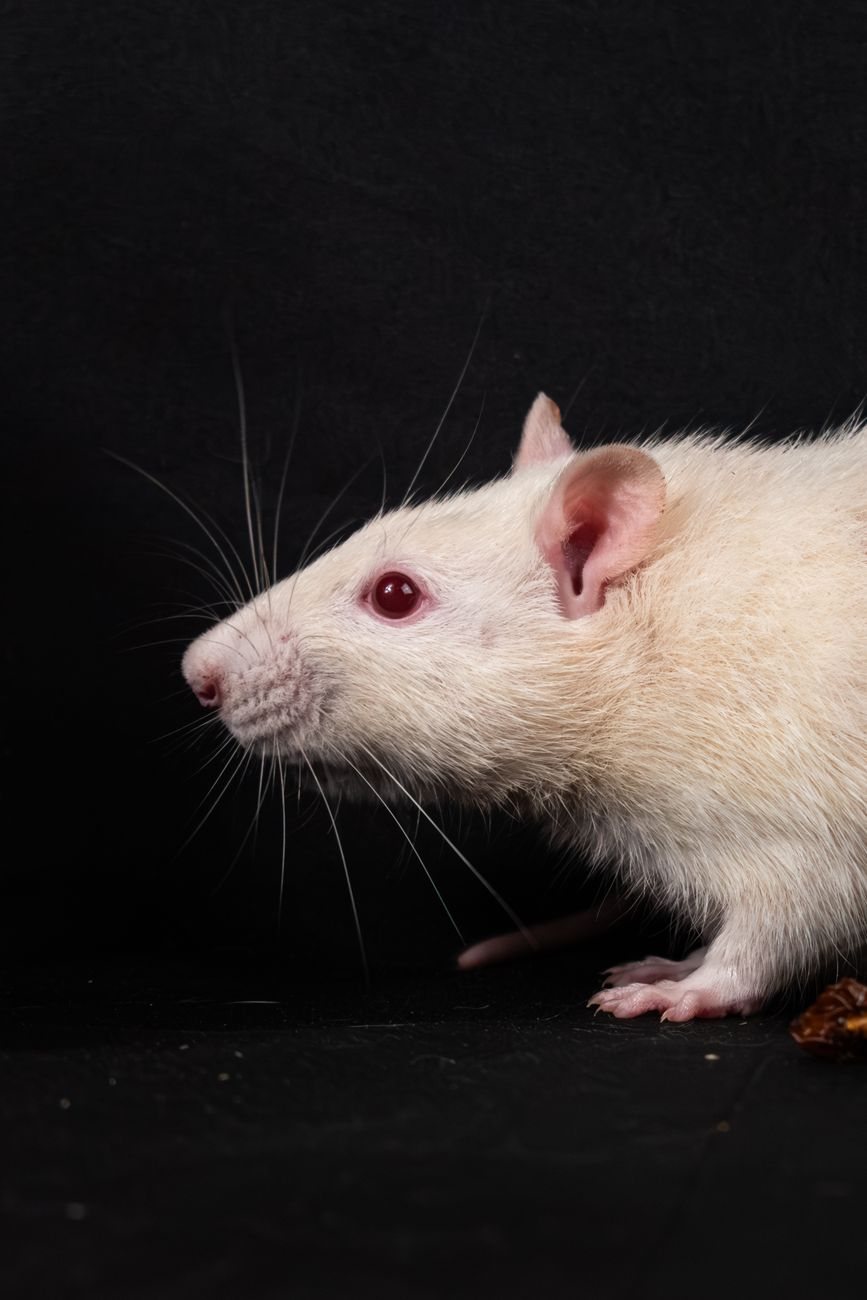 An albino rat in profile against a black background, white-furred with a pink eye, whiskers and ear clearly lit.