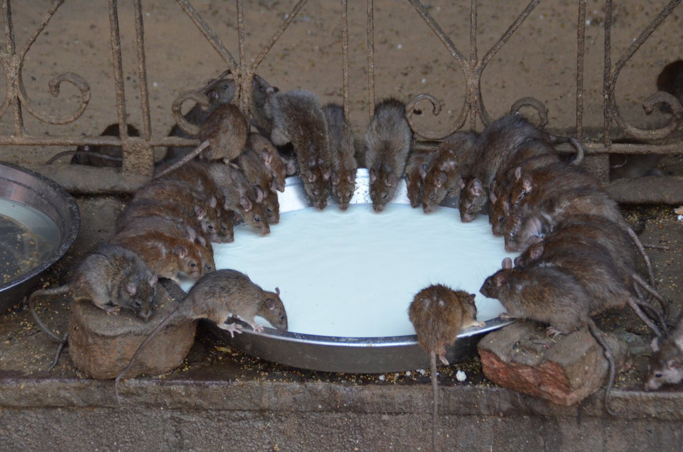 Dozens of rats crowded shoulder to shoulder around the rim of a wide metal dish of milk on a stone floor inside the Karni Mata temple at Deshnoke.