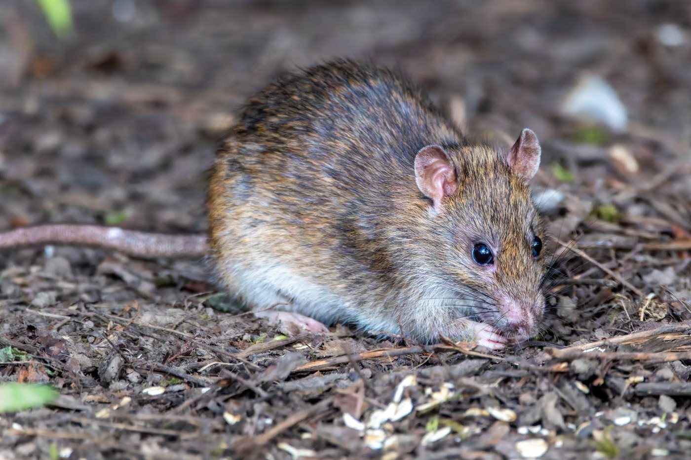 A brown rat, Rattus norvegicus, foraging on a woodland floor of leaf litter and gravel, shown side-on with its tail trailing behind.