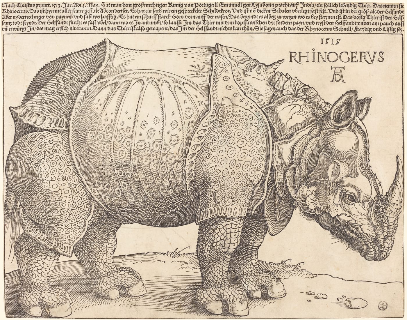 Albrecht Dürer's 1515 woodcut of a rhinoceros showing an armored-looking Indian rhinoceros with plating and a dorsal horn.