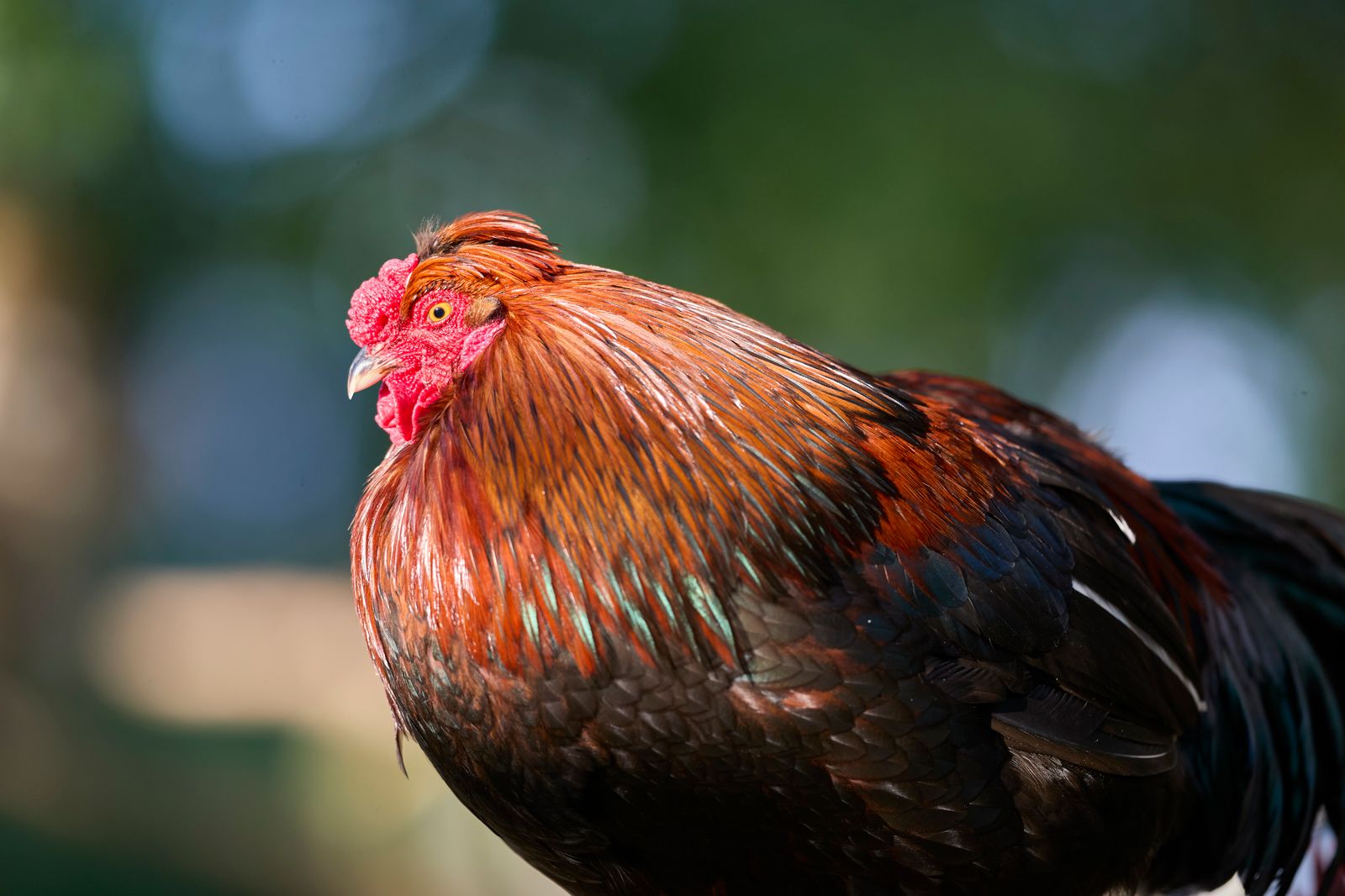 Close-up portrait of a rooster with copper and orange neck feathers, a tall serrated red comb and long red wattles, in soft outdoor light.