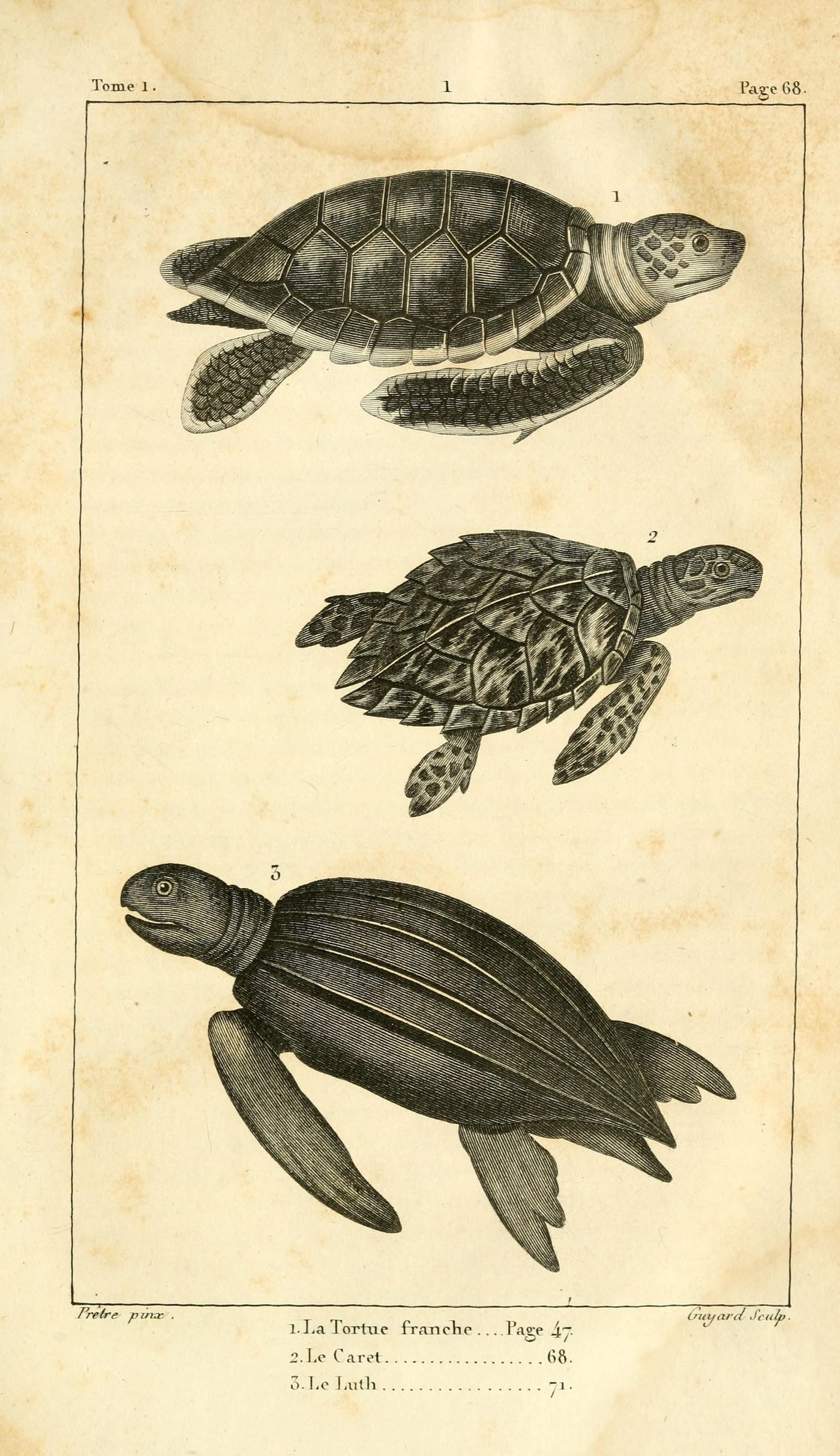 Color plate of the Leatherback Sea Turtle (Dermochelys coriacea) from a late 18th-century natural history work, showing the turtle's distinctive ridged shell and large size compared to other sea turtle species.