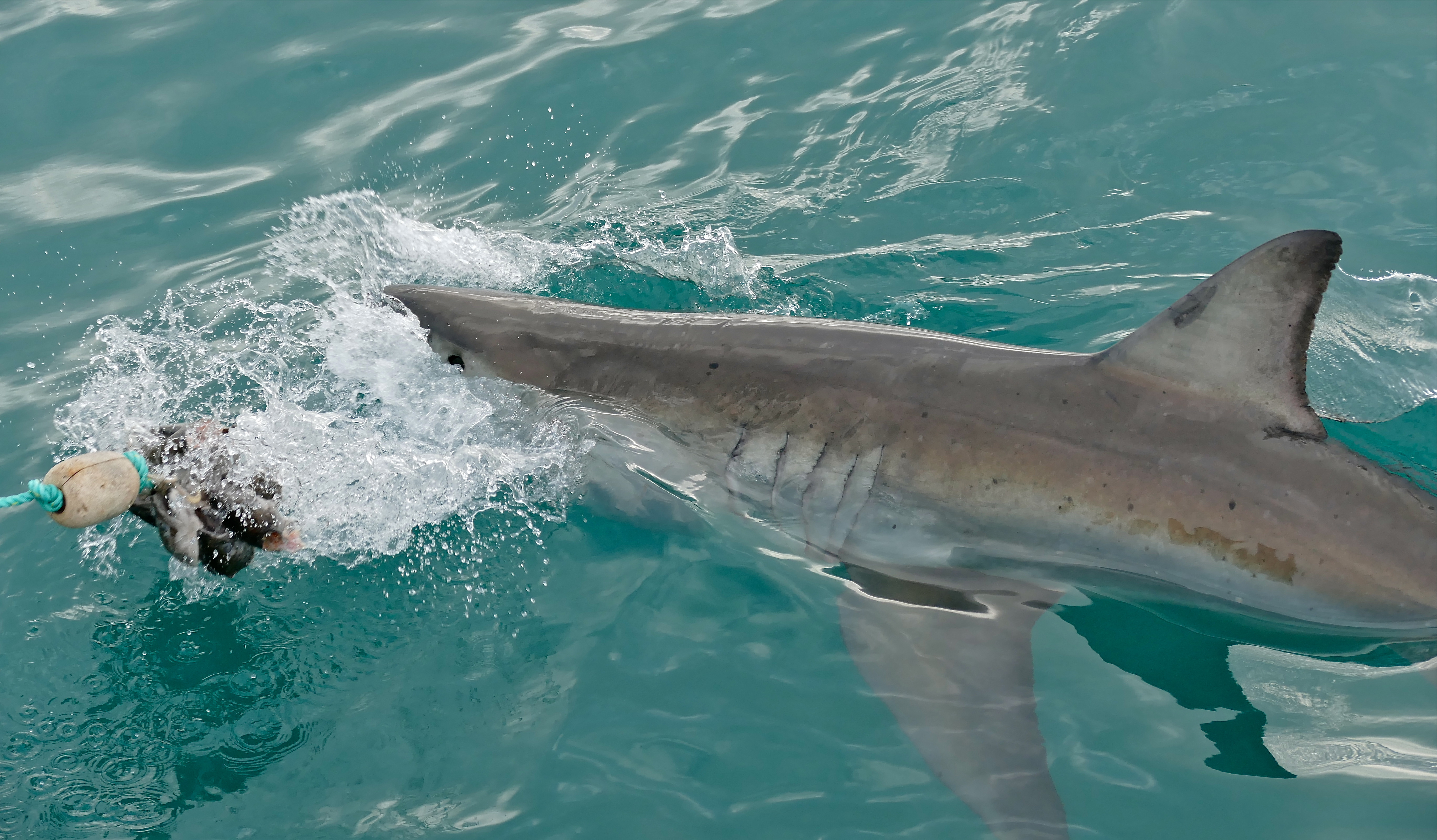 Great white shark (Carcharodon carcharias) at Gansbaai, Western Cape, South Africa — the largest predatory shark species and the one most often referenced in modern shark-as-spirit-animal pop-culture iconography.