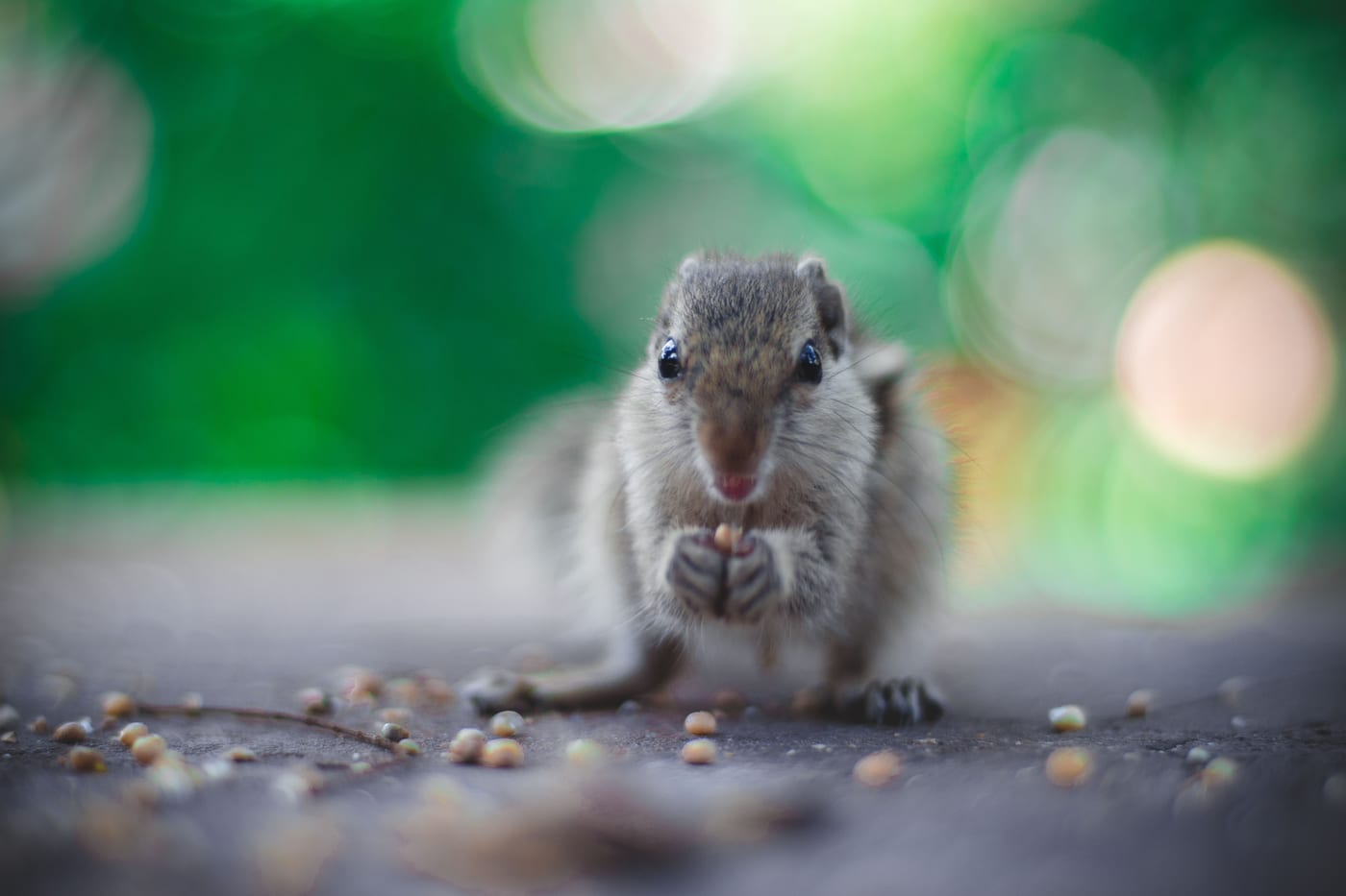 A gray squirrel holding seeds in its front paws, close-up, selective focus.