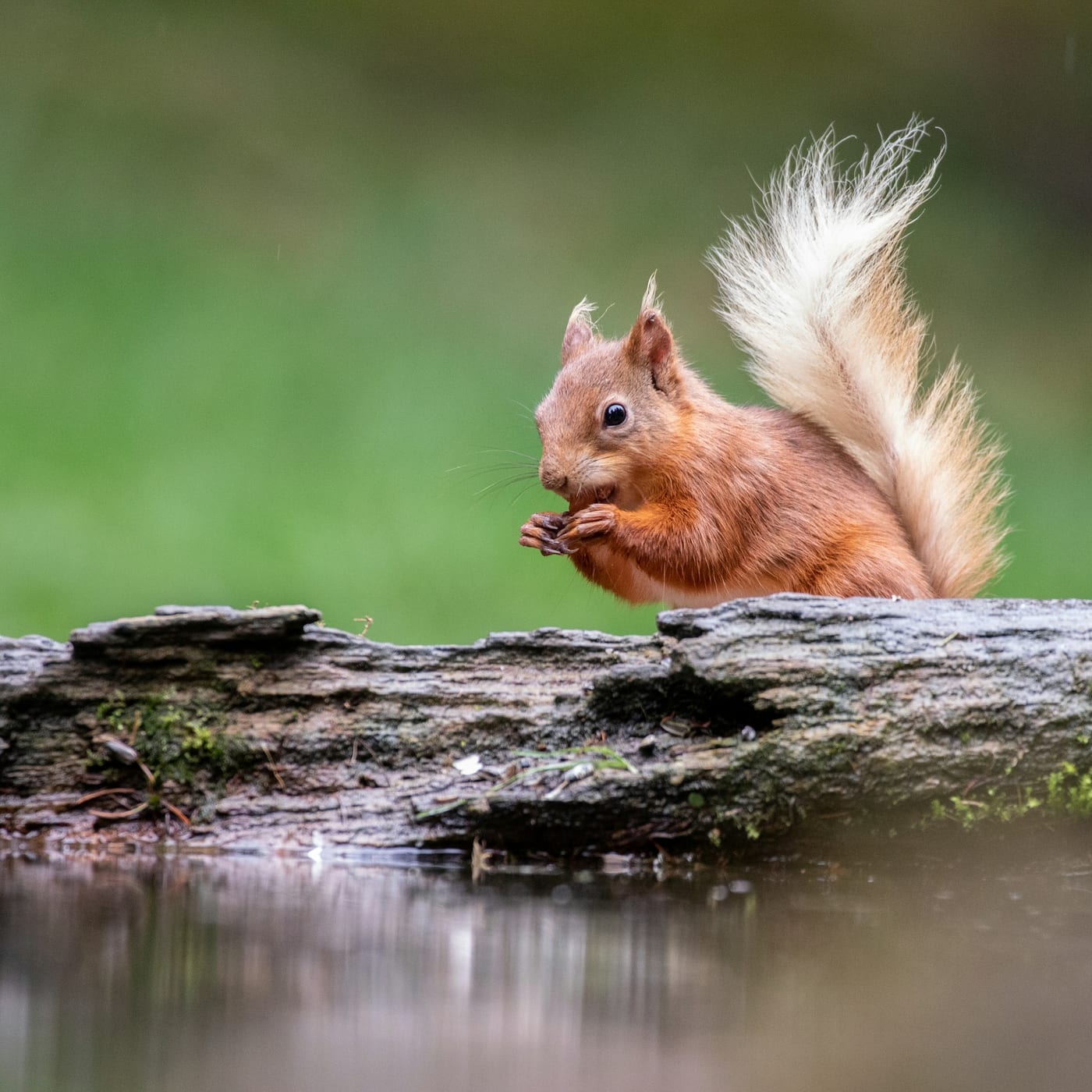 A red squirrel perched on a moss-covered log, alert and mid-motion.