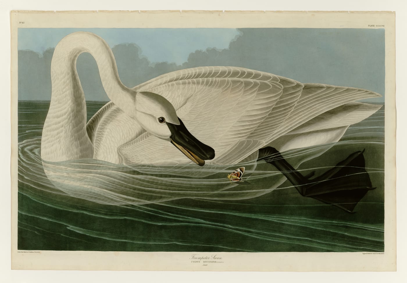 Hand-colored engraving of a Trumpeter Swan (Cygnus buccinator) from Audubon's Birds of America, plate 406.