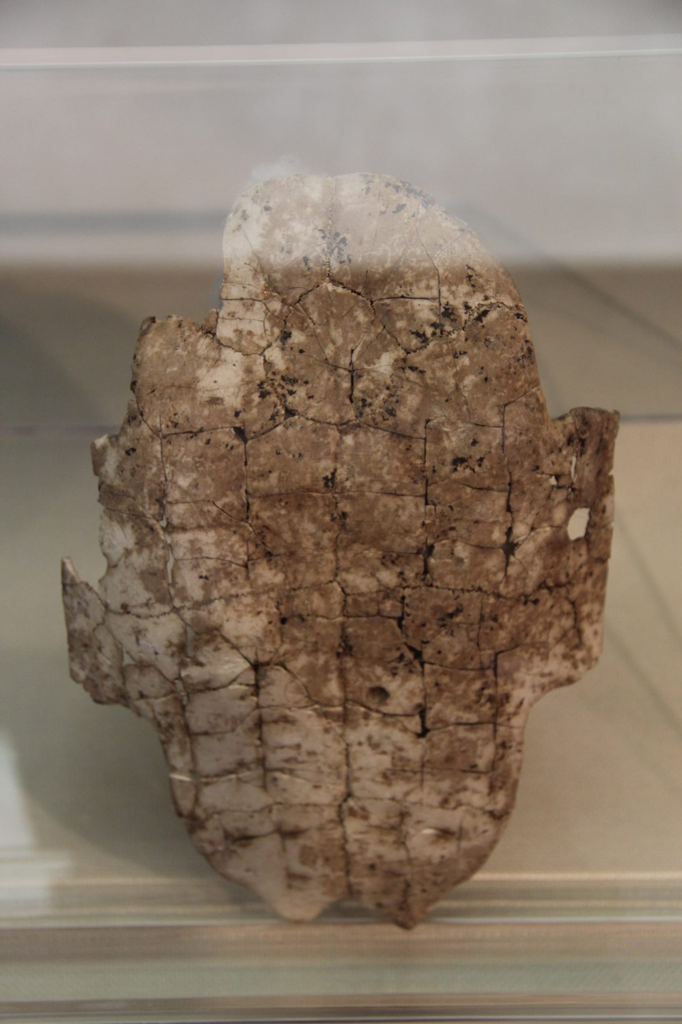 Shang Dynasty oracle bone inscribed with ancient Chinese writing on a tortoise plastron, from the Yinxu archaeological site.