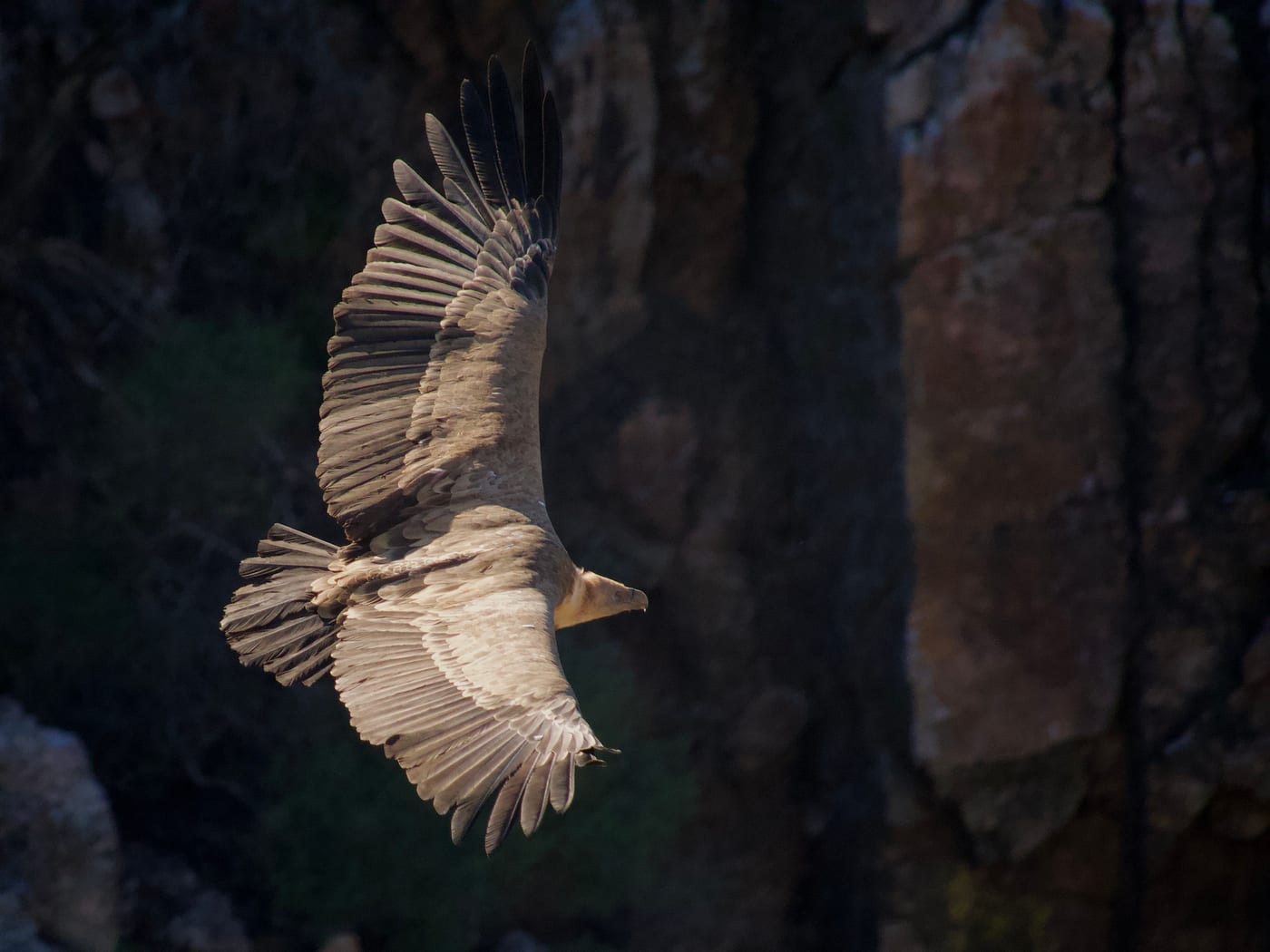 A Himalayan griffon vulture in flight against a cliff backdrop, wings fully extended.