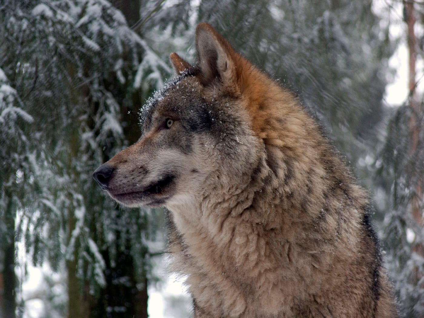 Gray wolf (Canis lupus) in a forest setting, showing the animal that underlies both the Norse Fenrir mythology and the contemporary wolf spirit animal tradition.