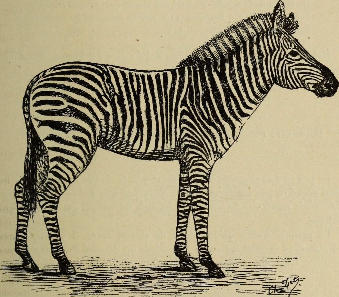 1899 natural history bulletin illustration of a zebra (Equus Foai) from the Muséum national d'Histoire naturelle, Paris.