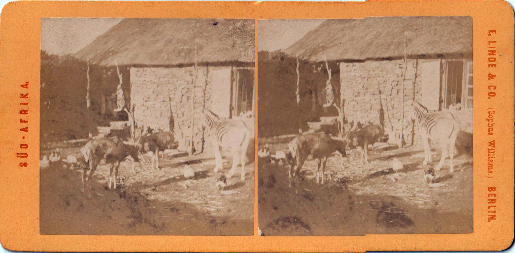 Gustav Fritsch stereophotographs from April 1864 showing animals on Andrew Bain's farm in Orange Free State, including a quagga at right — one of the earliest surviving photographs of the extinct subspecies (Equus quagga quagga).