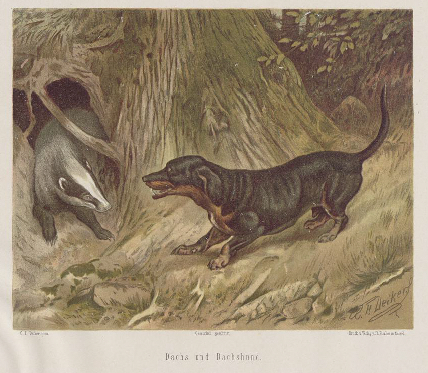 Chromolithograph of a European badger (Meles meles) by Carl Friedrich Deiker, from Jagdbare Thiere.