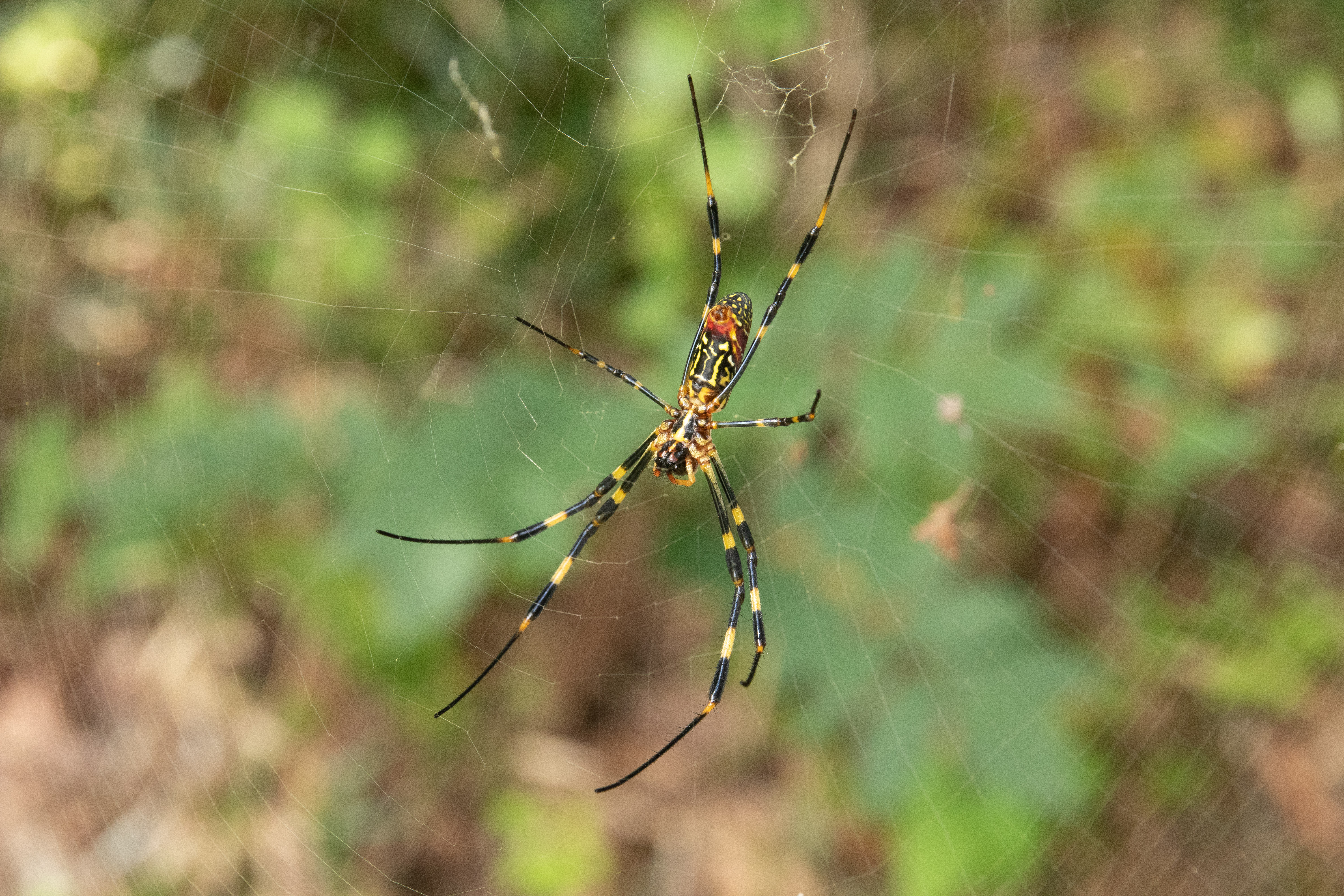 Female Jorōgumo spider (Nephila clavata) on its golden orb-web in Ibaraki Prefecture, Japan — the real-world spider whose Edo-period folklore underlies the Jorōgumo yokai documented by Toriyama Sekien and the Taihei Hyakumonogatari.