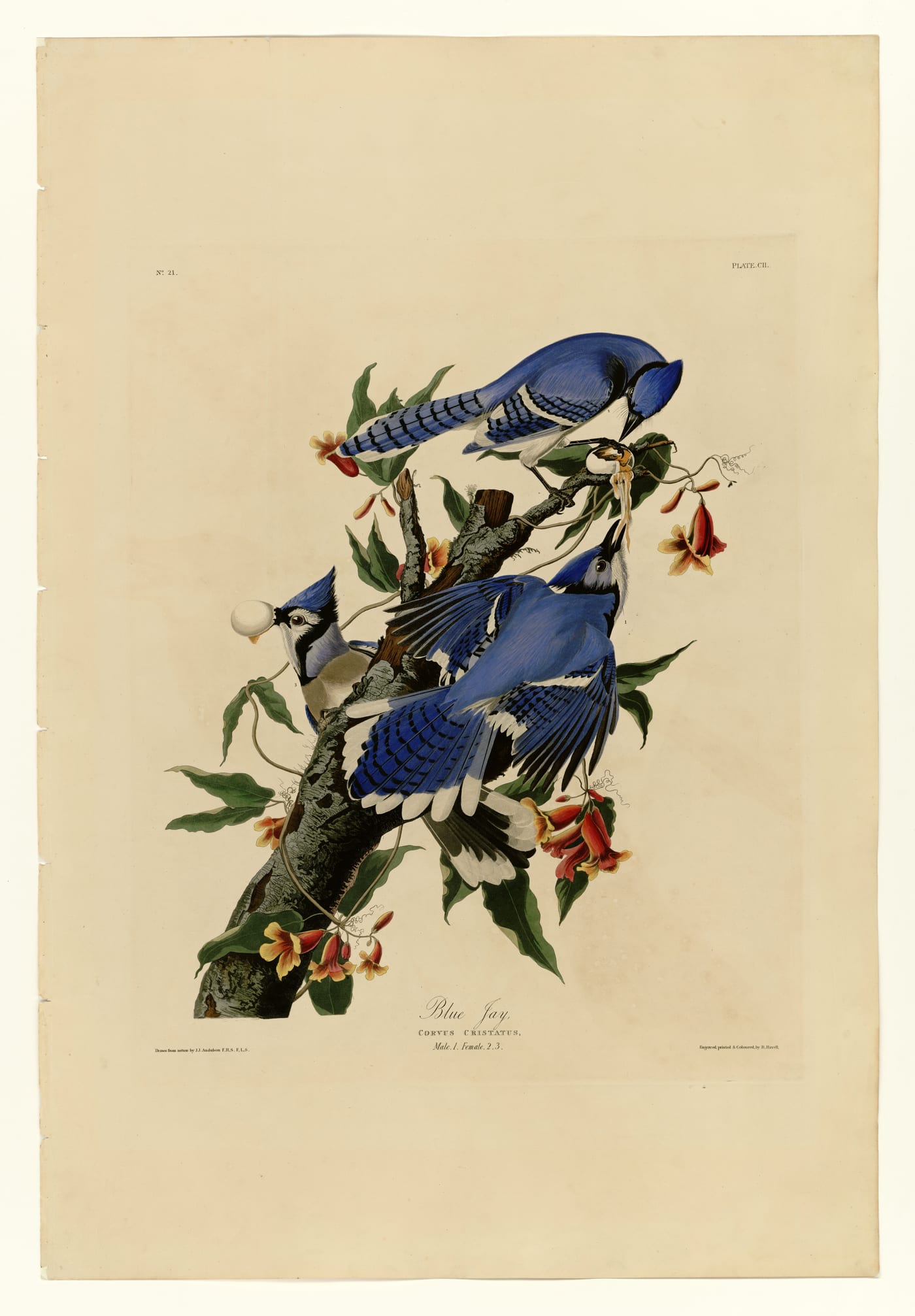 Blue Jay (Cyanocitta cristata) by John James Audubon, from Birds of America — another conspicuous backyard bird whose folk-belief associations parallel the cardinal's in American folk tradition.