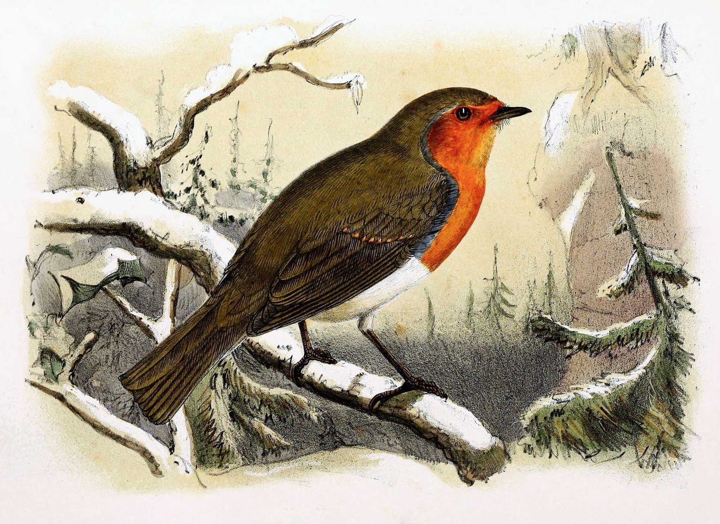 19th-century natural history illustration of a European Robin (Erithacus rubecula) perched on a branch, by J. G. Keulemans, 1869.