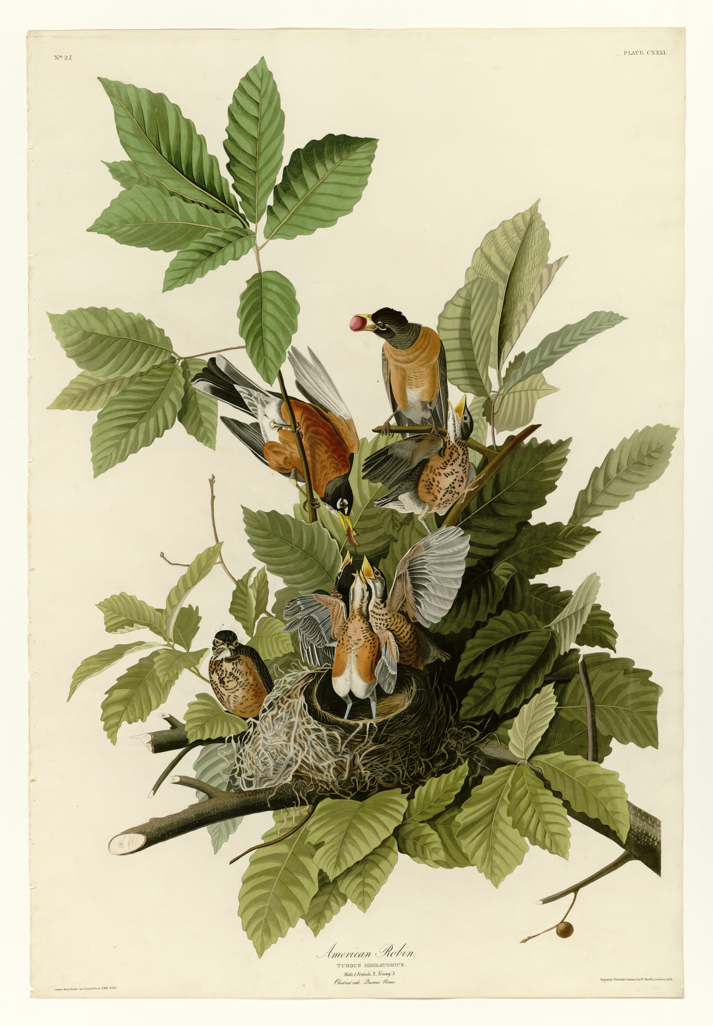 Hand-colored engraving of an American Robin (Turdus migratorius) from Audubon's Birds of America, plate 131.