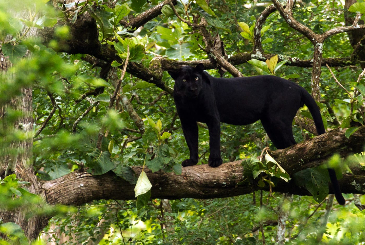Photograph of a melanistic black leopard (Panthera pardus) in India.