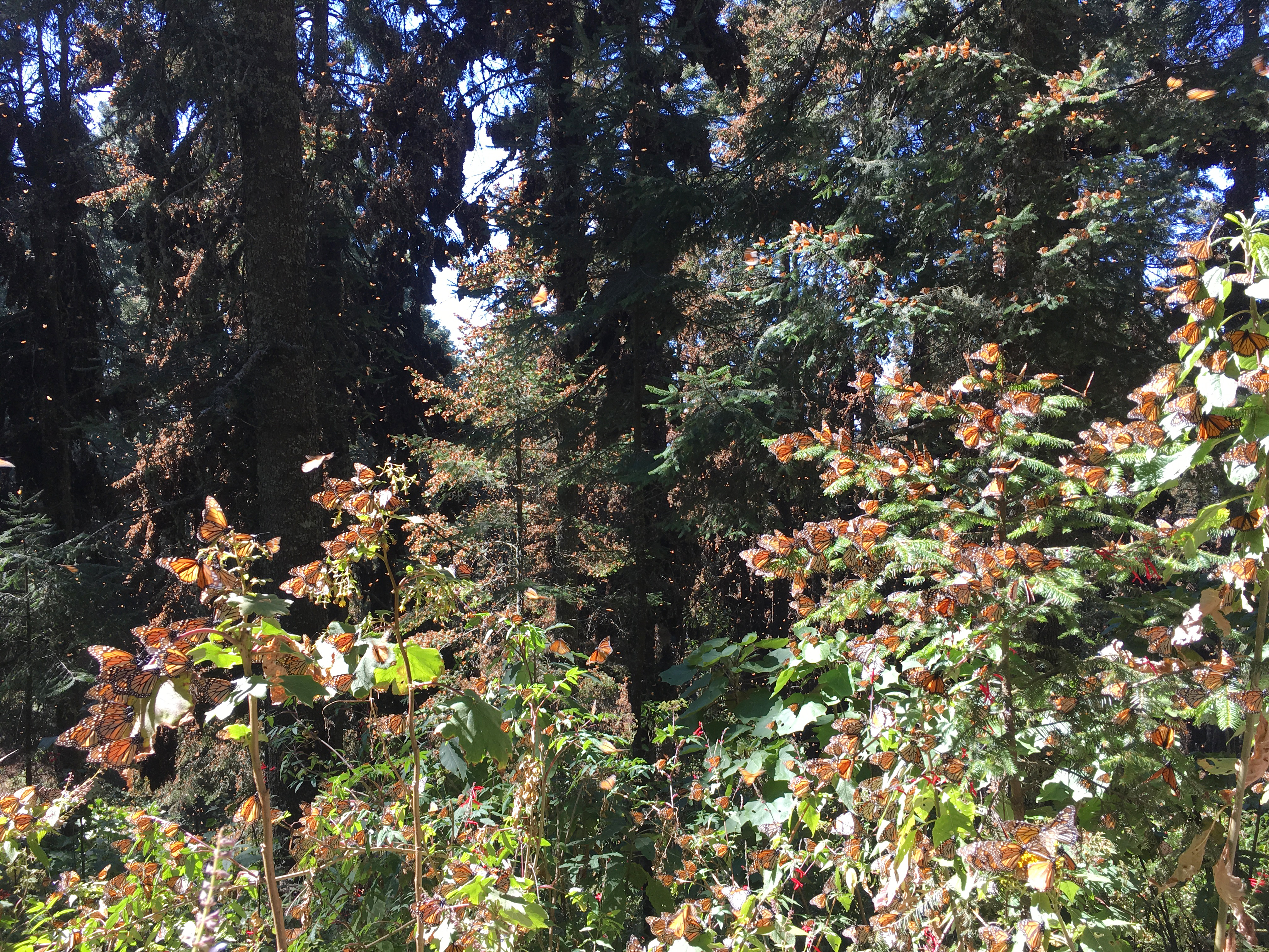 Overwintering monarch butterflies (Danaus plexippus) clustered on oyamel fir trees at the Monarch Butterfly Biosphere Reserve in Michoacán, Mexico, where the eastern North American population converges each winter.