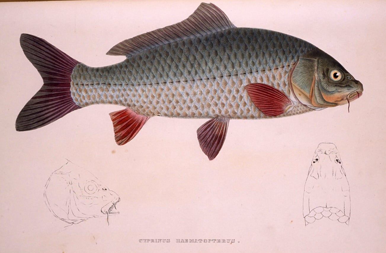 Scientific illustration of a Japanese carp (Cyprinus haematopterus) from Philipp von Siebold's Fauna Japonica, 1833–1850.