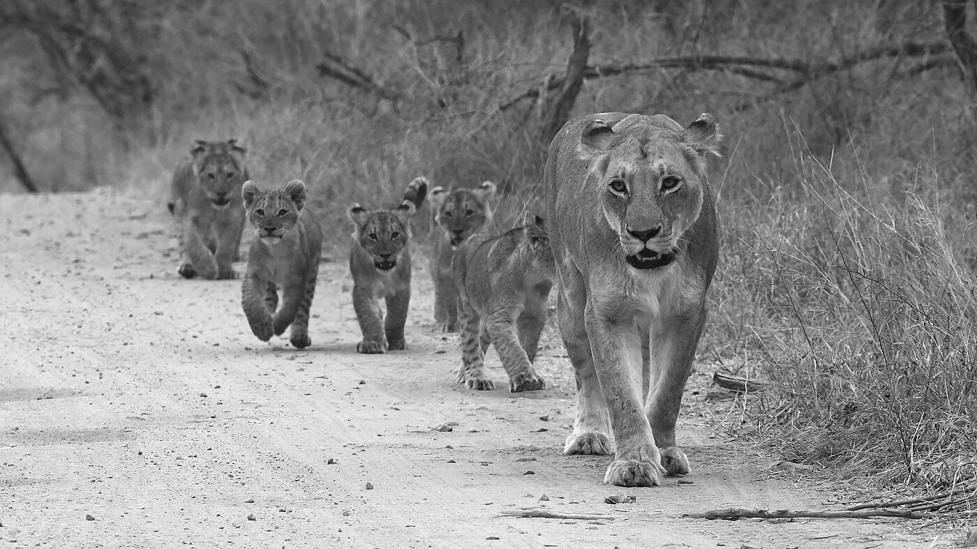 Wildlife photograph of a lioness lying close to her cubs in Kruger National Park, South Africa.