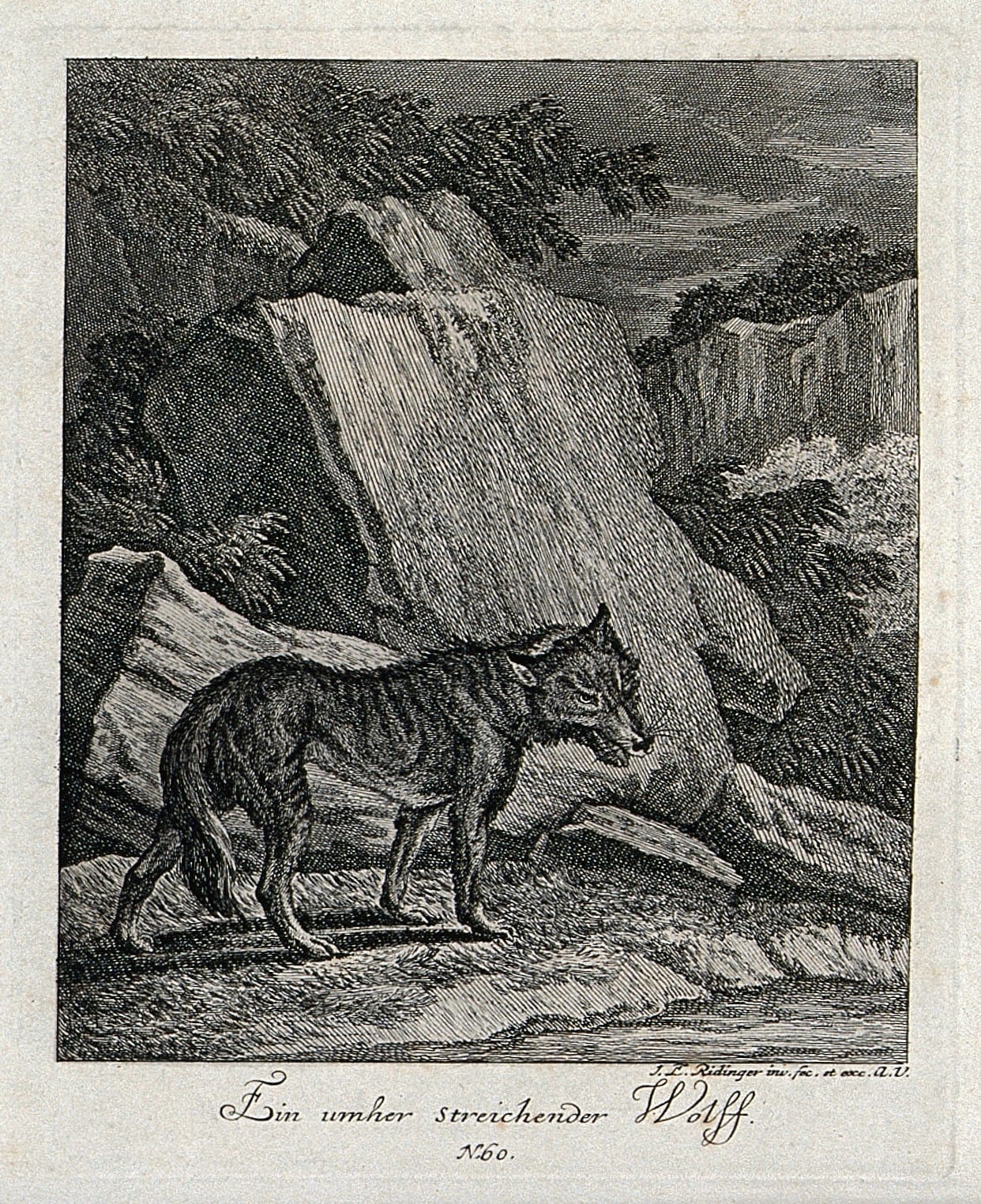 Scientific engraving of a wolf (Canis lupus) from Buffon's Histoire Naturelle, Générale et Particulière, 18th century, showing a standing wolf in profile with naturalistic detail.