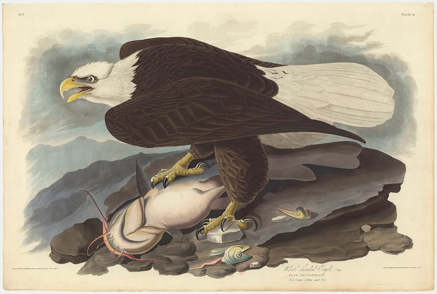 19th-century natural history illustration plate of North American birds of prey from John James Audubon's Birds of America, showing bald eagle, red-tailed hawk, and osprey, Library of Congress.
