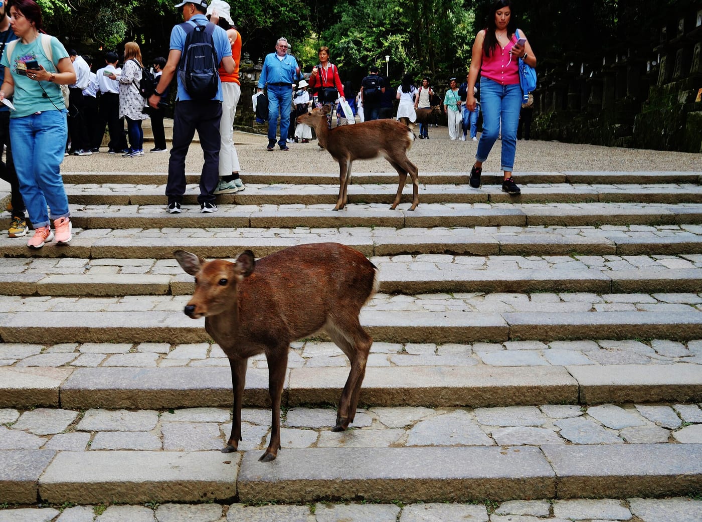 Sika deer (Cervus nippon) bowing in Nara Park before the Kasuga Taisha shrine, Japan, with a visitor offering a shika-senbei deer cracker.