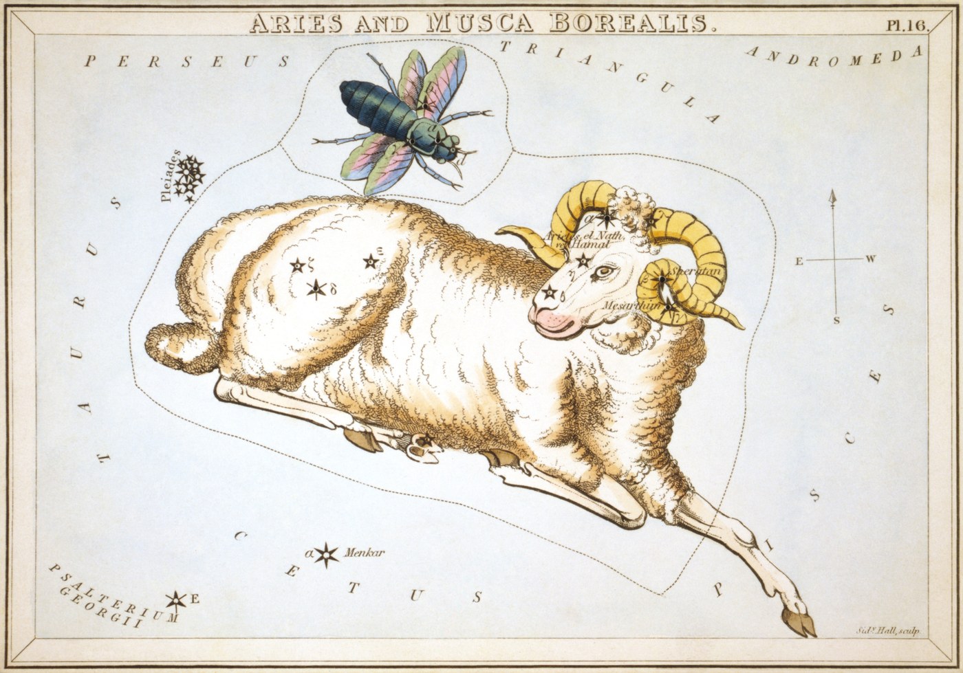 Aries the Ram from Urania's Mirror, engraved by Sidney Hall, 1824, with stars mapped across the leaping ram and Musca Borealis above.