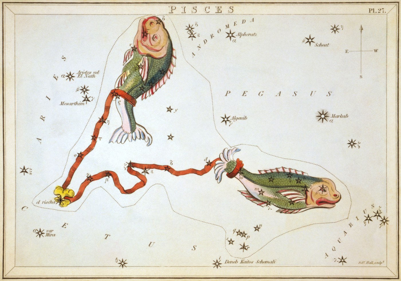 Pisces the Fish from Urania's Mirror, engraved by Sidney Hall, 1824, two fish swimming in opposite directions connected by a cord, with principal stars marked.